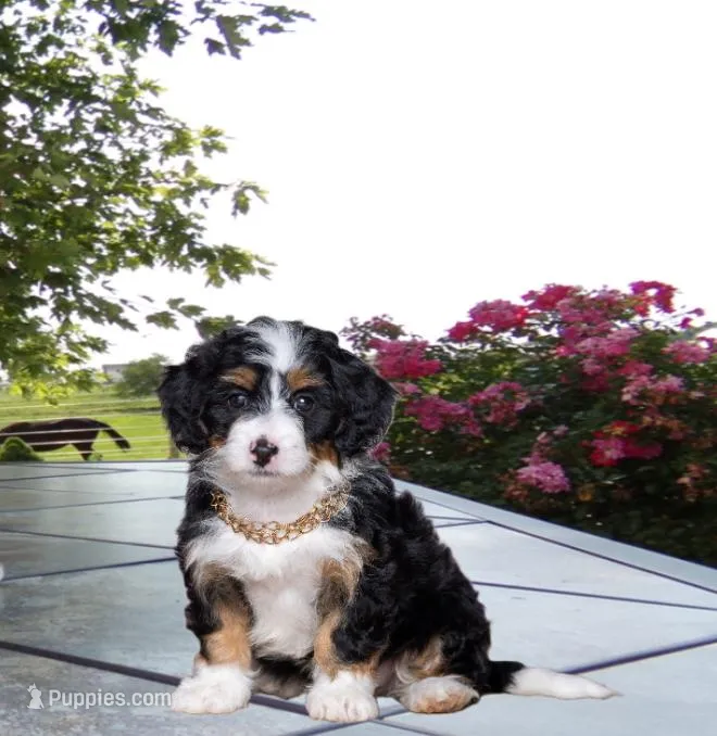 Kayleen  – Miniature Bernedoodle puppy for sale in Edon, OH