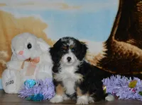 Kayleen , a female Miniature Bernedoodle for sale in Edon, OH – Photo 4 of 9