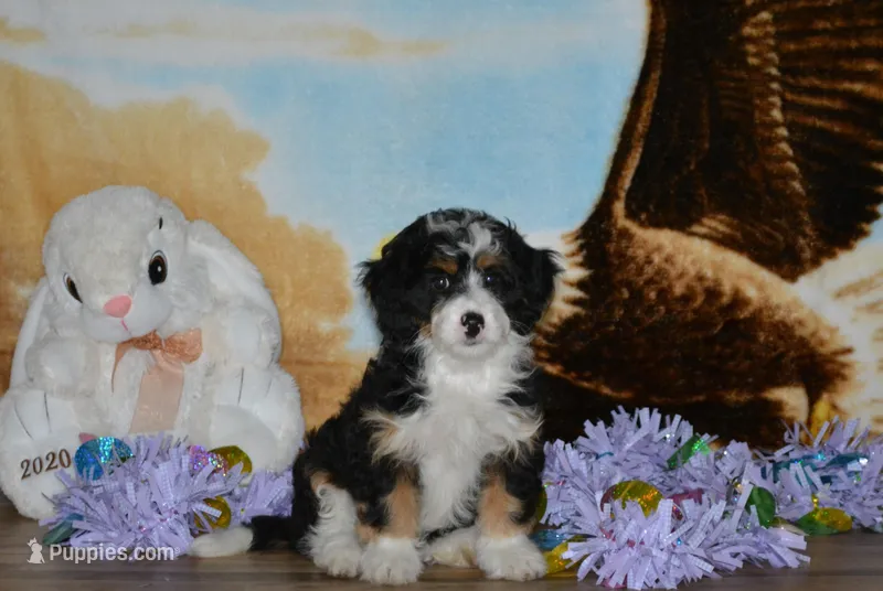 Kayleen  – Miniature Bernedoodle puppy for sale in Edon, OH