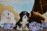 Kayleen , a female Miniature Bernedoodle for sale in Edon, OH – Photo 1 of 9