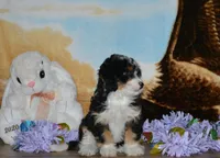 Kayleen , a female Miniature Bernedoodle for sale in Edon, OH – Photo 3 of 9