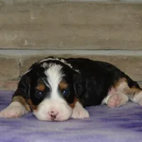 Kayleen , a female Miniature Bernedoodle for sale in Edon, OH – Photo 9 of 9