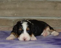 Kayleen , a female Miniature Bernedoodle for sale in Edon, OH – Photo 1 of 4