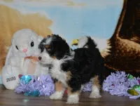 Kayleen , a female Miniature Bernedoodle for sale in Edon, OH – Photo 5 of 9
