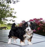 Kayleen , a female Miniature Bernedoodle for sale in Edon, OH – Photo 7 of 9