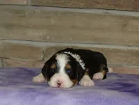 Kayleen , a female Miniature Bernedoodle for sale in Edon, OH – Photo 2 of 4