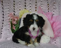 Kayleen , a female Miniature Bernedoodle for sale in Edon, OH – Photo 8 of 9