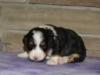 Kayleen , a female Miniature Bernedoodle for sale in Edon, OH – Photo 4 of 4