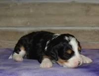 Kayleen , a female Miniature Bernedoodle for sale in Edon, OH – Photo 3 of 4