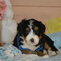 Benny, a male Miniature Bernedoodle for sale in Edon, OH – Photo 5 of 7