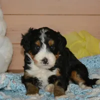 Benny, a male Miniature Bernedoodle for sale in Edon, OH – Photo 3 of 7