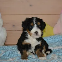 Benny, a male Miniature Bernedoodle for sale in Edon, OH – Photo 6 of 7