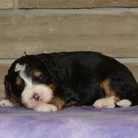Benny, a male Miniature Bernedoodle for sale in Edon, OH – Photo 7 of 7