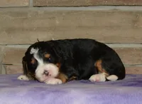 Benny, a male Miniature Bernedoodle for sale in Edon, OH – Photo 1 of 5