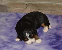 Benny, a male Miniature Bernedoodle for sale in Edon, OH – Photo 4 of 5