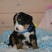 Benny, a male Miniature Bernedoodle for sale in Edon, OH – Photo 2 of 7