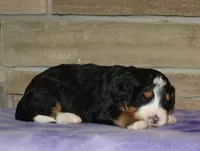 Benny, a male Miniature Bernedoodle for sale in Edon, OH – Photo 3 of 5