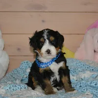 Benny, a male Miniature Bernedoodle for sale in Edon, OH – Photo 1 of 7