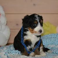 Benny, a male Miniature Bernedoodle for sale in Edon, OH – Photo 4 of 7
