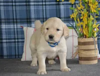 Daisy, a female English Cream Golden Retriever for sale in Edon, OH – 3 of 9