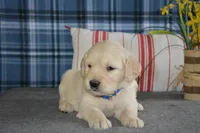 Daisy, a female English Cream Golden Retriever for sale in Edon, OH – 8 of 9