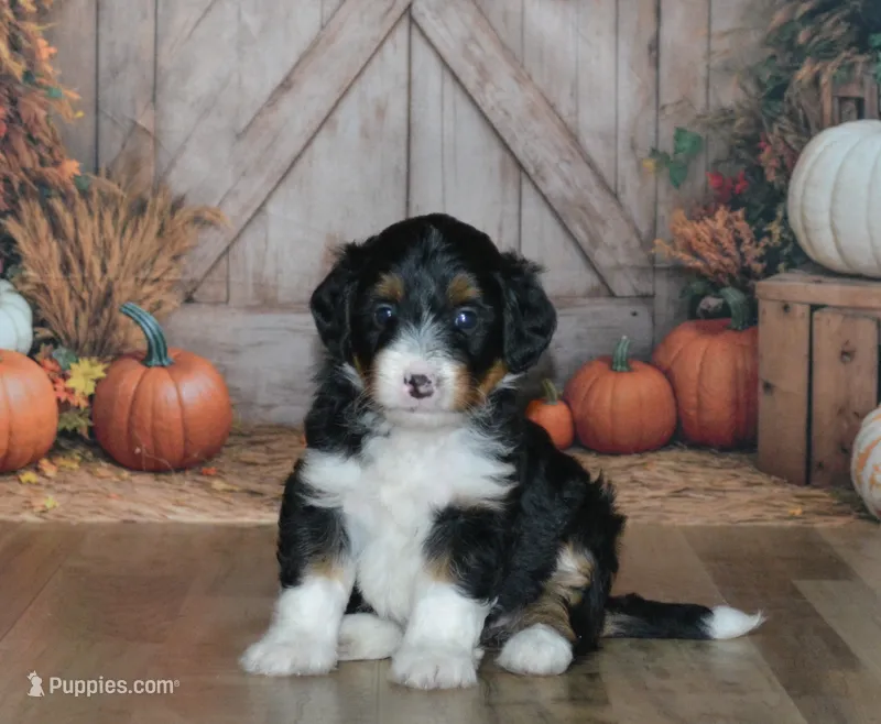 Rosie – Miniature Bernedoodle puppy for sale in Edon, OH