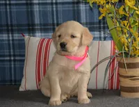 Lacy, a female English Cream Golden Retriever for sale in Edon, OH – 4 of 7
