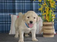 Daisy, a female English Cream Golden Retriever for sale in Edon, OH – 2 of 9