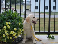 Daisy, a female English Cream Golden Retriever for sale in Edon, OH – 6 of 9