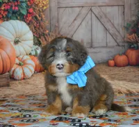 Rufas, a male Miniature Bernedoodle for sale in Edon, OH – 2 of 10