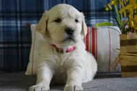 Robin , a female English Cream Golden Retriever for sale in Edon, OH – 1 of 6