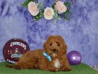 Davey, a male Cavapoo for sale in Edon, OH – 2 of 10