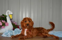 Davey, a male Cavapoo for sale in Edon, OH – 2 of 10