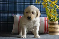 Sara, a female English Cream Golden Retriever for sale in Edon, OH – 5 of 6