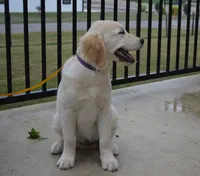 Lacy, a female English Cream Golden Retriever for sale in Edon, OH – 3 of 10
