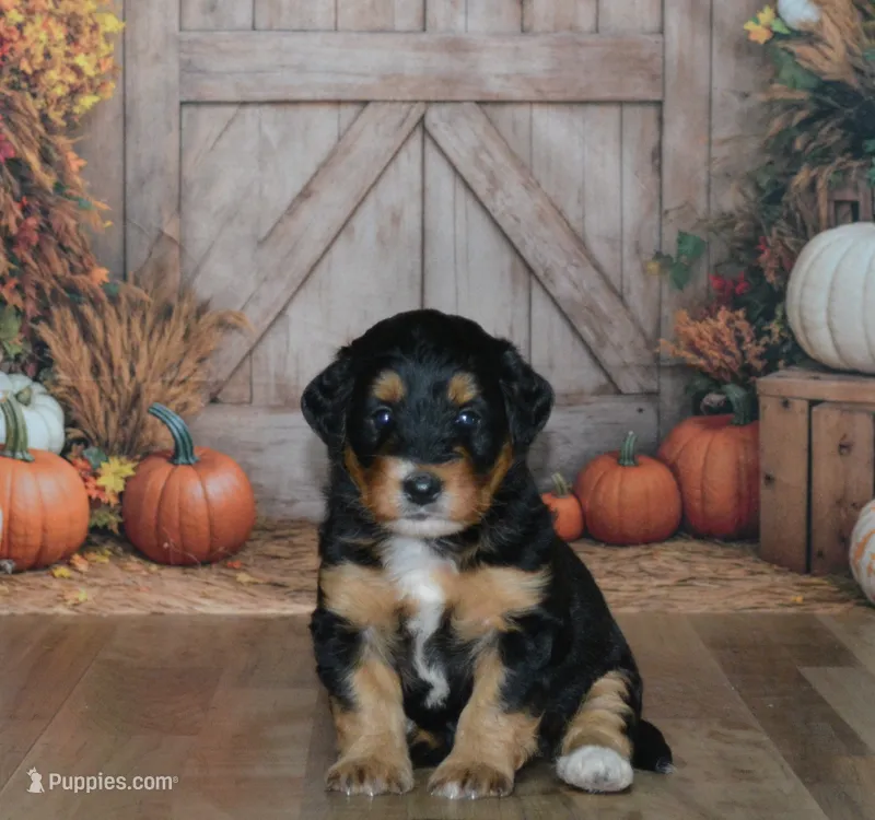 Annie – Miniature Bernedoodle puppy for sale in Edon, OH