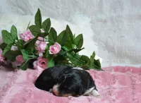 Rosie, a female Miniature Bernedoodle for sale in Edon, OH – 2 of 6