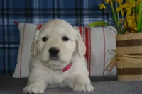 Robin , a female English Cream Golden Retriever for sale in Edon, OH – 4 of 6