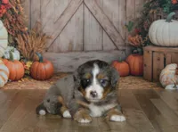 Harley, a male Miniature Bernedoodle for sale in Edon, OH – 5 of 10