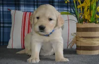 Daisy, a female English Cream Golden Retriever for sale in Edon, OH – 4 of 9
