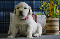 Robin , a female English Cream Golden Retriever for sale in Edon, OH – 6 of 6