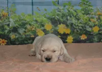 Sara , a male English Cream Golden Retriever for sale in Edon, OH – Photo 2 of 5
