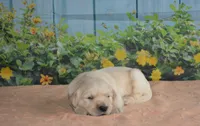Sara , a male English Cream Golden Retriever for sale in Edon, OH – Photo 3 of 5