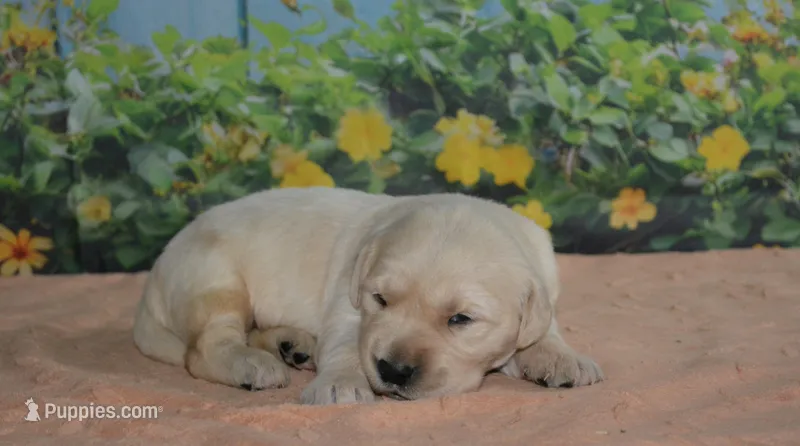 Sara  – English Cream Golden Retriever puppy for sale in Edon, OH
