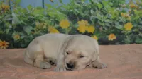 Sara , a male English Cream Golden Retriever for sale in Edon, OH – Photo 1 of 5