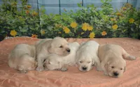 Sara , a male English Cream Golden Retriever for sale in Edon, OH – Photo 5 of 5