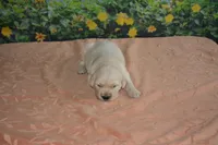 Sara , a male English Cream Golden Retriever for sale in Edon, OH – Photo 4 of 5