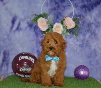 Davey, a male Cavapoo for sale in Edon, OH – 6 of 10