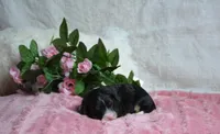 Rosie, a female Miniature Bernedoodle for sale in Edon, OH – 4 of 6