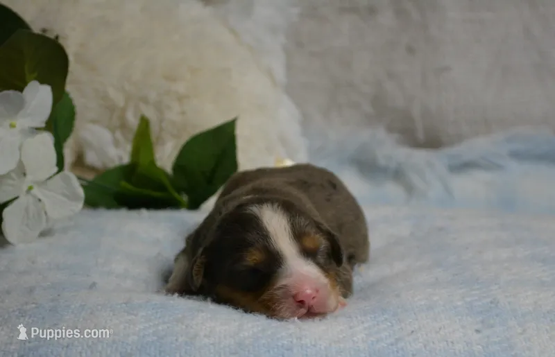 Apollo – Miniature Bernedoodle puppy for sale in Edon, OH
